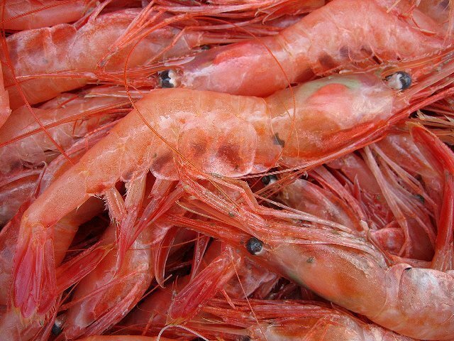 地物「活、赤海老（甘エビ）LA-1kg」70匹位入り　境港、自慢の逸品
