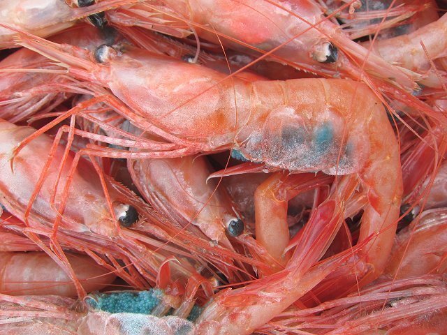 地物「活、赤海老（甘エビ）LA-1kg」70匹位入り　境港、自慢の逸品