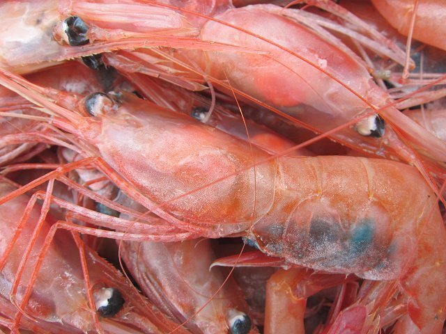 地物「活、赤海老（甘エビ）LA-1kg」70匹位入り　境港、自慢の逸品