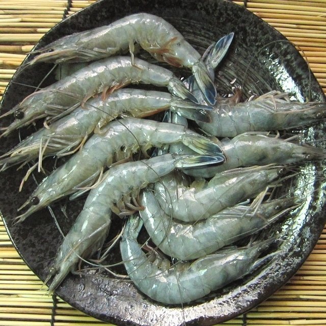 世界のシェフが絶賛「天使の海老」Qualicert認(rèn)定ASK福袋訳業(yè)務(wù)用