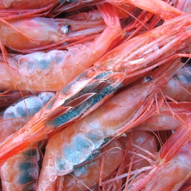 地物「活、赤海老（甘エビ）LA-1kg」70匹位入り　境港、自慢の逸品