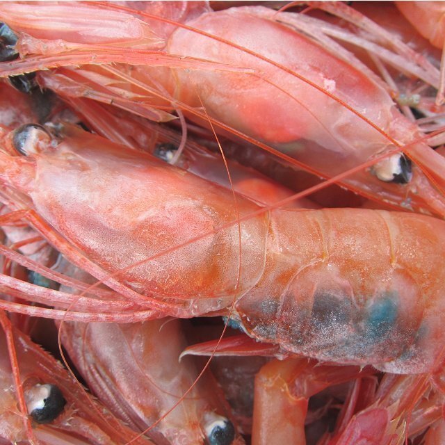 地物「活、赤海老（甘エビ）LA-1kg」70匹位入り　境港、自慢の逸品