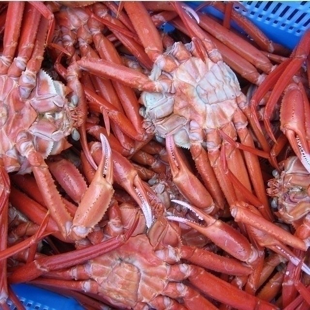 釜揚(yáng)げ直送!!【名人の浜茹で蟹5kg】大量、當(dāng)?shù)曜月巍⑸疥幘掣郛b...「紅蟹5kg」