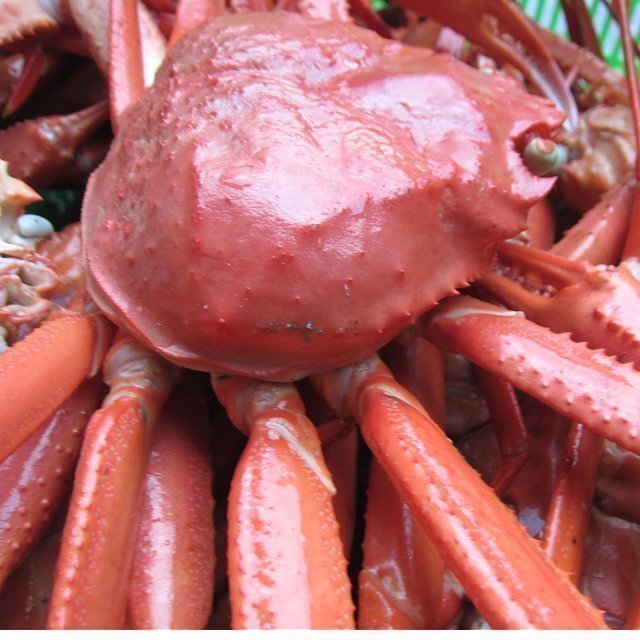 即納!! 特大「浜茹で蟹4尾で2.3kg　(550+580+580+590)」境港直送!!