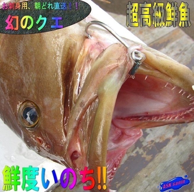 ★幻の超高級魚★「クエ1kg以上（キロ売り、代引発送）」を喰え!! 　とれたて直送、山陰境港産!!