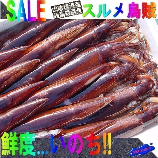 お刺身用「スルメ烏賊25尾位で4kg」活冷凍品-美しい釣り物