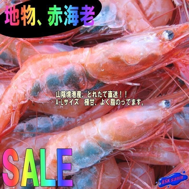 地物「活、赤海老（甘エビ）LA-1kg」70匹位入り　境港、自慢の逸品