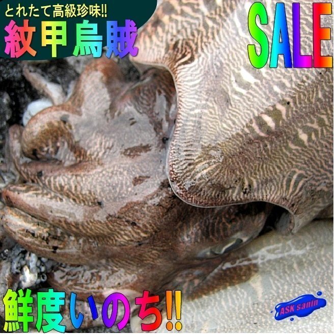 【巨大烏賊】「y紋甲烏賊 3尾で3.9kg」お刺身用、活冷凍/山陰境港産　