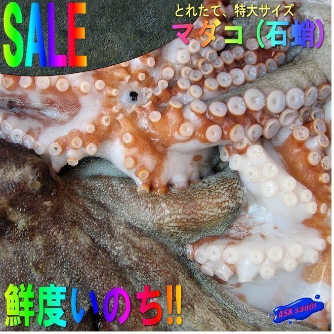 とれたて、地物「活真ダコ3kg」お刺身用、活のまま発送します?！∩疥幘掣郛b