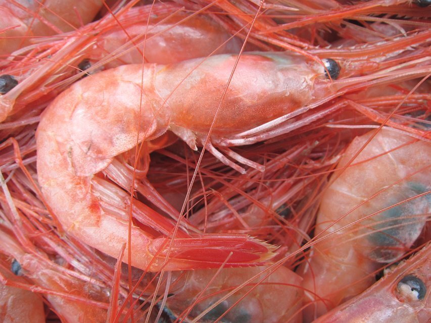 地物「活、赤海老（甘エビ）LA-1kg」70匹位入り　境港、自慢の逸品