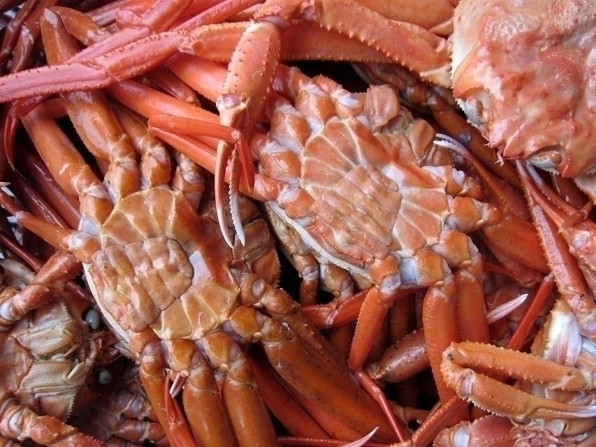 釜揚(yáng)げ直送!!【名人の浜茹で蟹5kg】大量、當(dāng)?shù)曜月?、山陰境港産...「紅蟹5kg」
