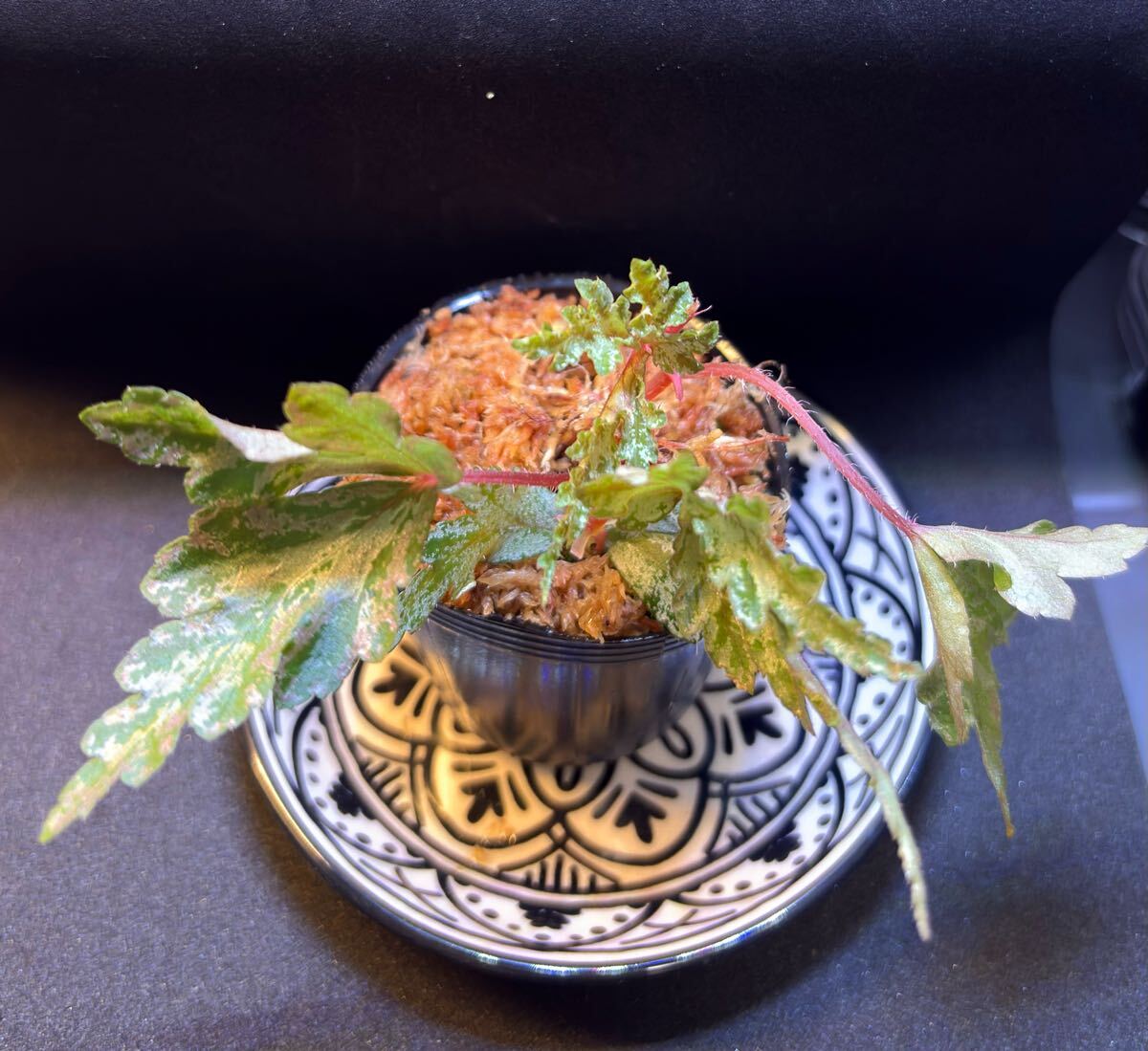 Begonia incica ベゴニア インキサ ③