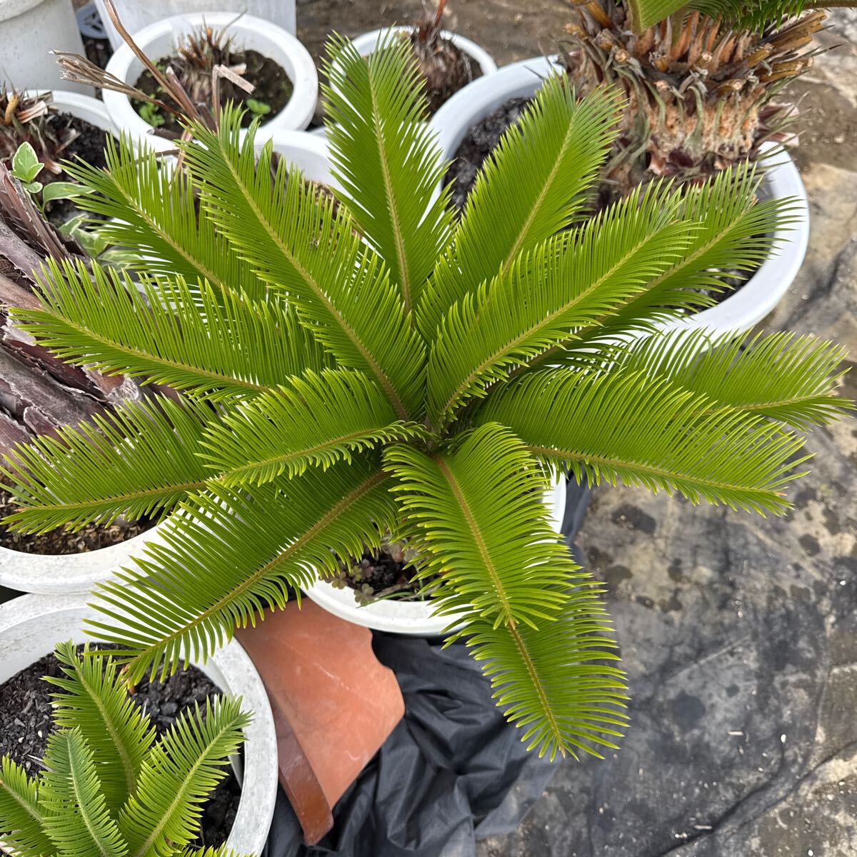 item_image_6