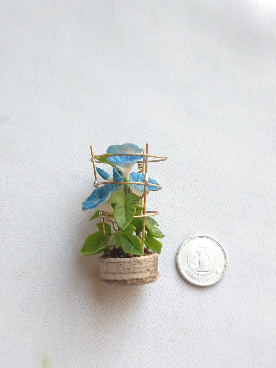 ＊mame＊ 朝顔 アサガオ ブルー系 ミニチュア 行燈仕立て 豆鉢 ドールハウス mi miniature flower morning glory