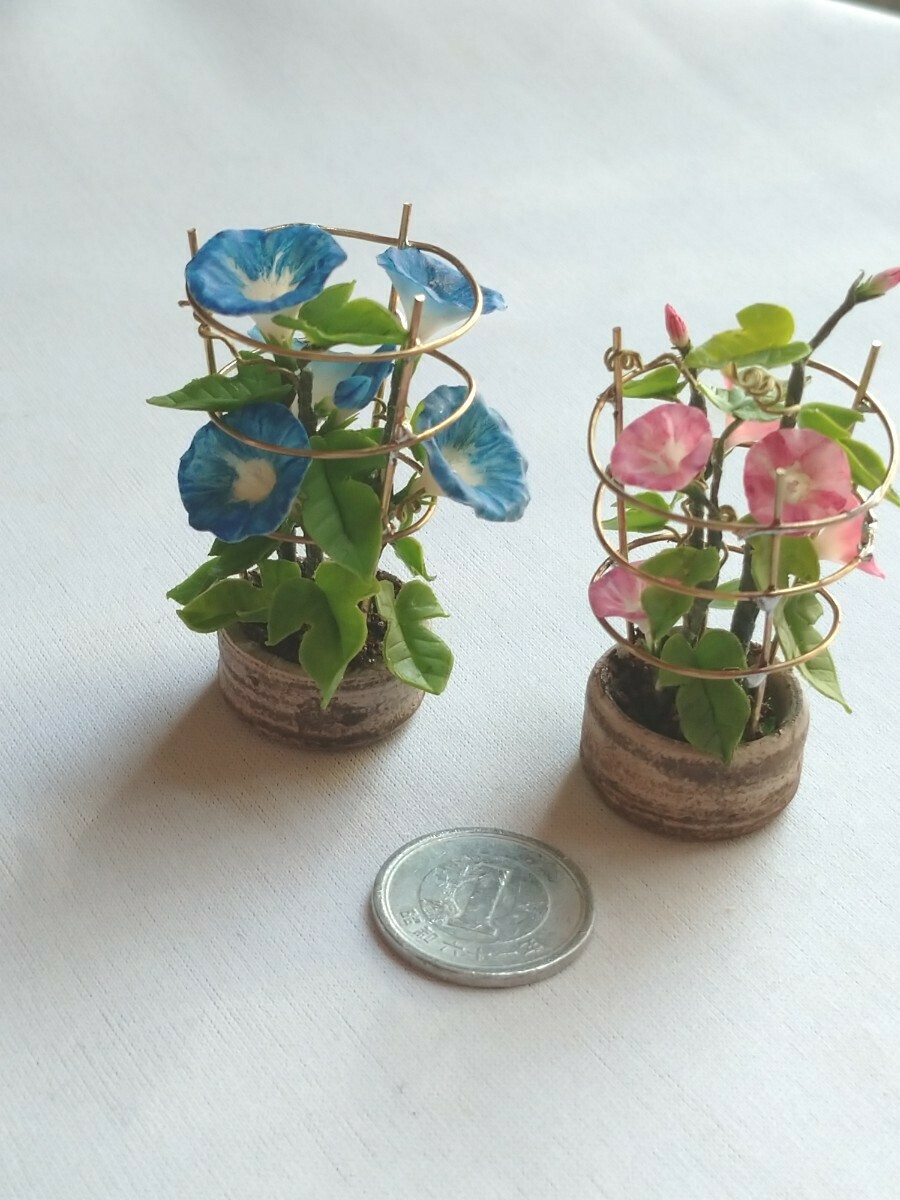 ＊mame＊ 朝顔 アサガオ ブルー系 ミニチュア 行燈仕立て 豆鉢 ドールハウス mi miniature flower morning glory