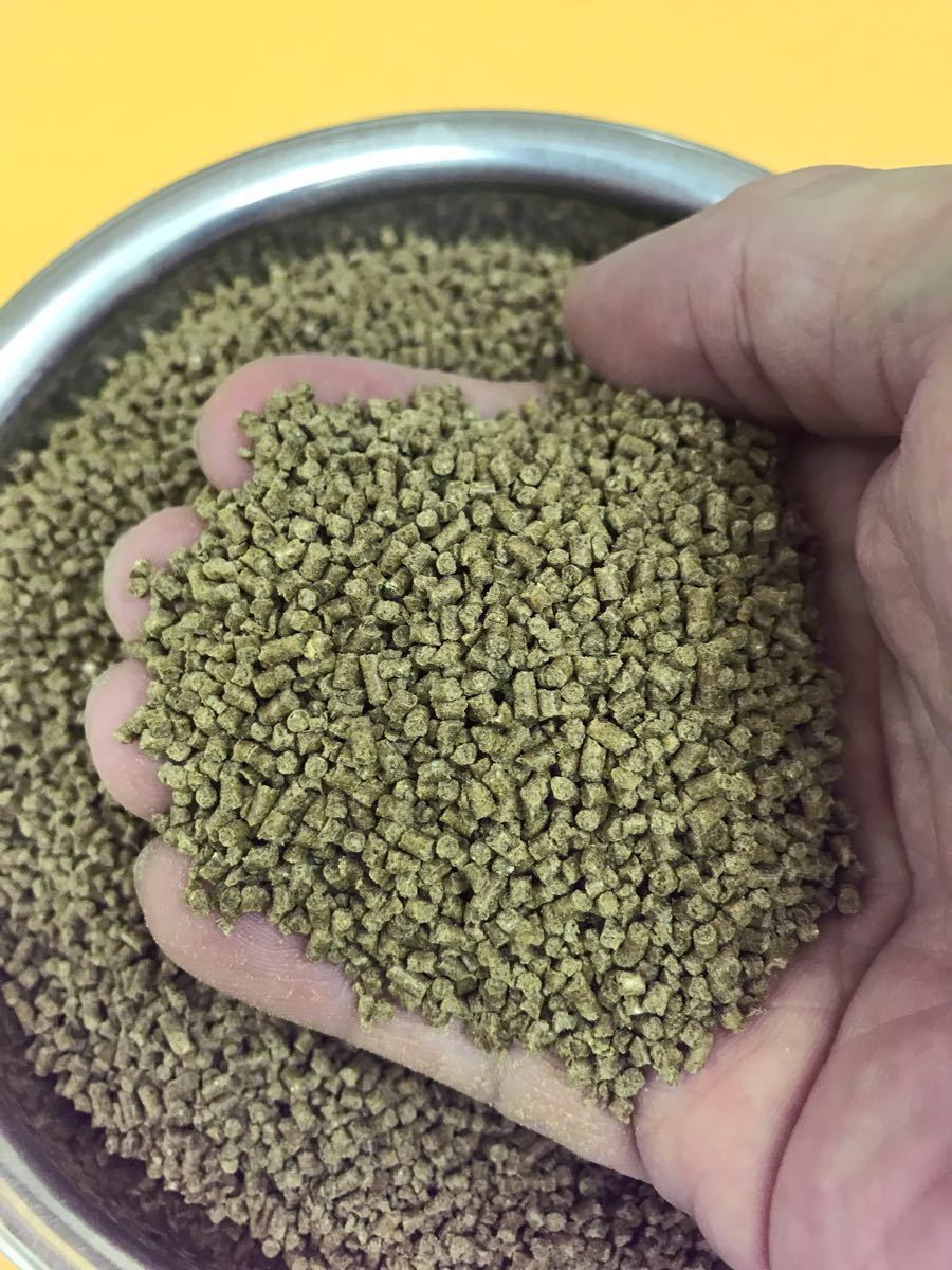 2㎜ペレット500g入り らんちゅう 土佐金 琉金に最適なエサ 高タンパク餌 消化吸収の良い餌 粉やクズの少ない高品質(zhì)な餌です