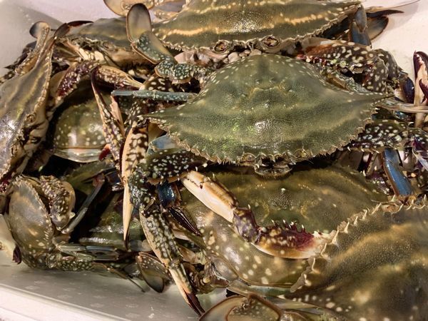 北海道産生ワタリガニ（メス）（內(nèi)子付き）400ｇ前后×2尾〔B〕北港直販?カニ?かに?蟹〔代引き不可〕