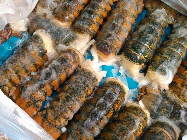 〔お買い得?業(yè)務(wù)用大量〕生冷凍オマールエビ（ロブスター）4.5ｋｇ（40～60尾前后）〔E〕北港直販☆えび?海老☆