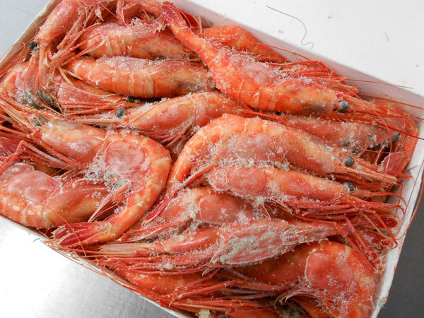 お刺身用船凍甘エビ（南蠻えび）1ｋｇ（40～50尾）〔Ｅ〕北港直販☆海老。えび☆