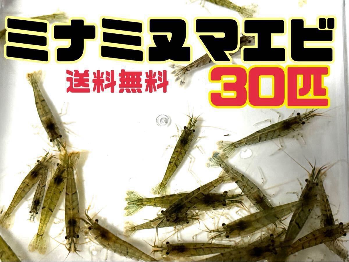 送料込 アナカリス5本＋ミナミヌマエビ30匹セット即決価格 離れ島不可 川エビ 淡水エビ 餌 エビ 水草 メダカ水槽などに 