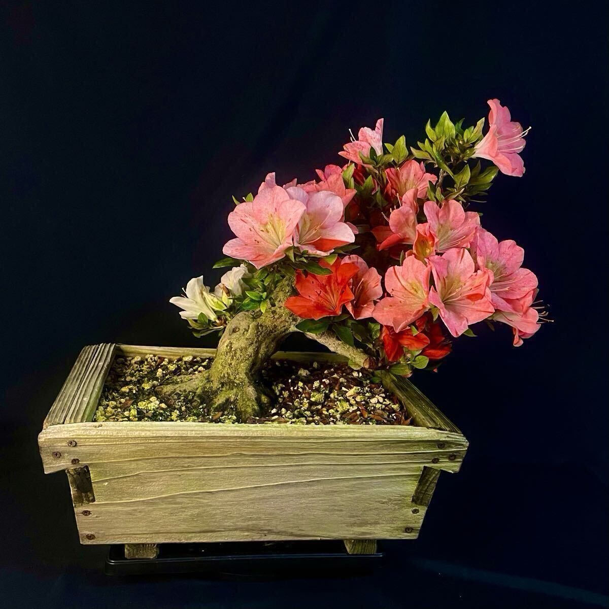 皐月 煌陽 ※花終わり 樹高32cm 中品盆栽 盆養木 花物 綺麗な花 皐月 煌陽 花終わり 樹高32cm 中品盆栽 盆養木 花物 綺麗な花