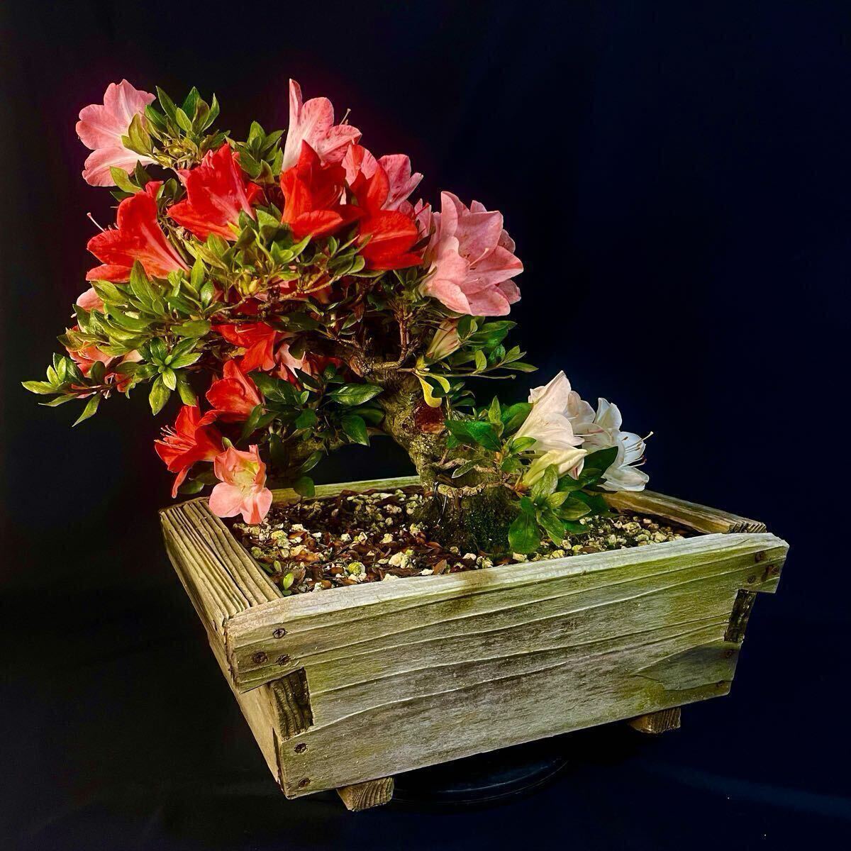 皐月 煌陽 ※花終わり 樹高32cm 中品盆栽 盆養木 花物 綺麗な花 皐月 煌陽 花終わり 樹高32cm 中品盆栽 盆養木 花物 綺麗な花