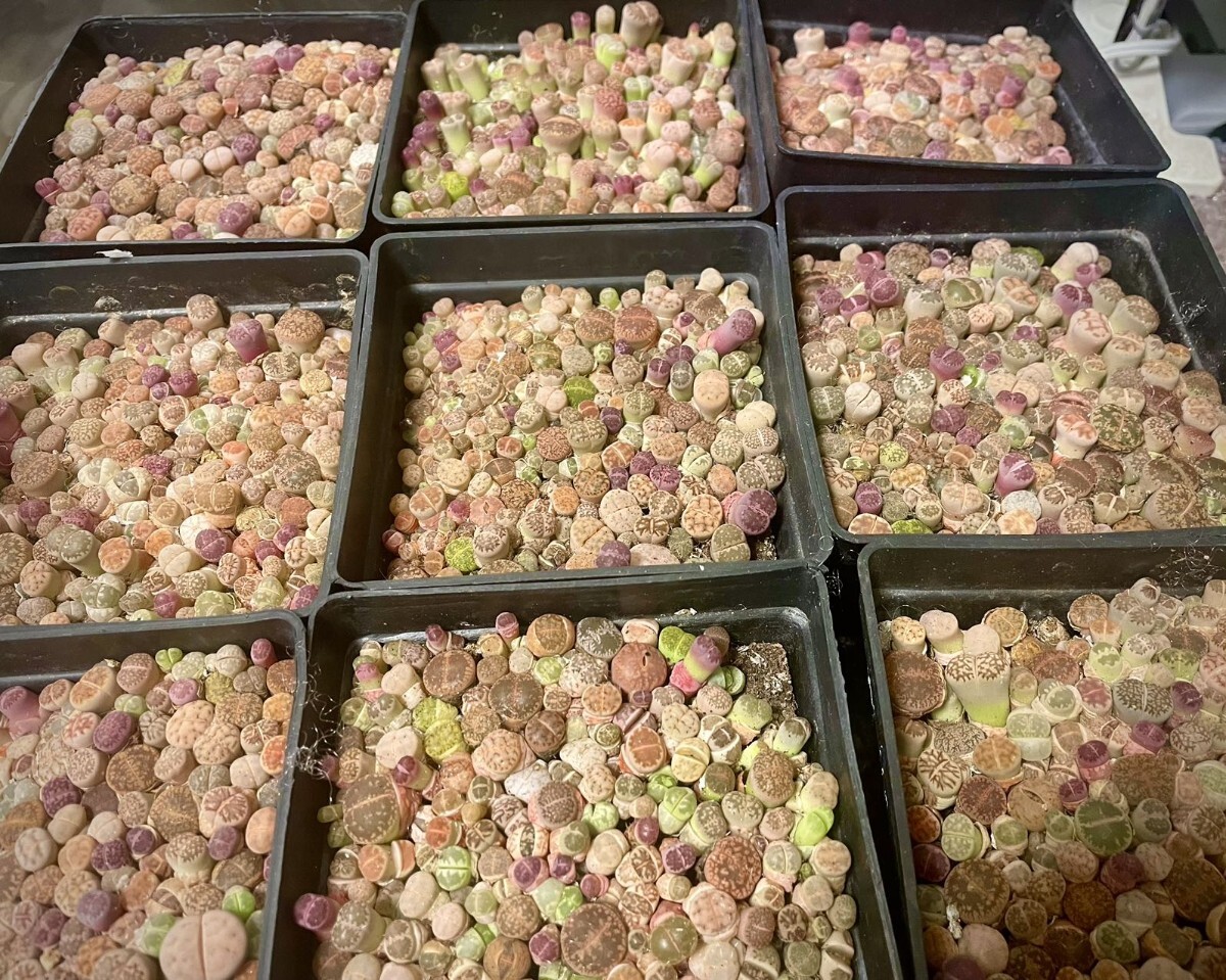 多肉植物 リトープス 色の組み合わせ 約30苗 1年の苗0.5-1.2cm