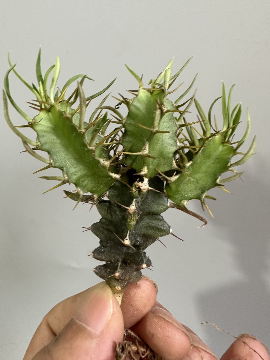 2167】 サボテン Euphorbia mlanjeana ユーフォルビア ムランジーナ 実生株