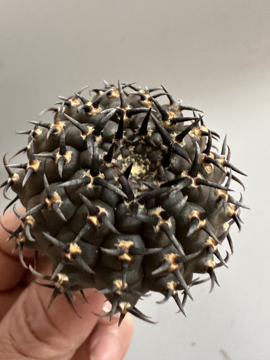 2065】サボテン 多肉植物 ギムノカリキウム 黑刺鳳頭 実生 希少株 太刺