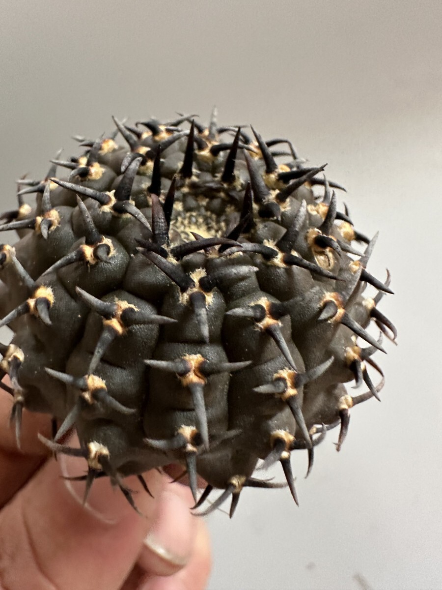 2065】サボテン 多肉植物 ギムノカリキウム 黑刺鳳頭 実生 希少株 太刺