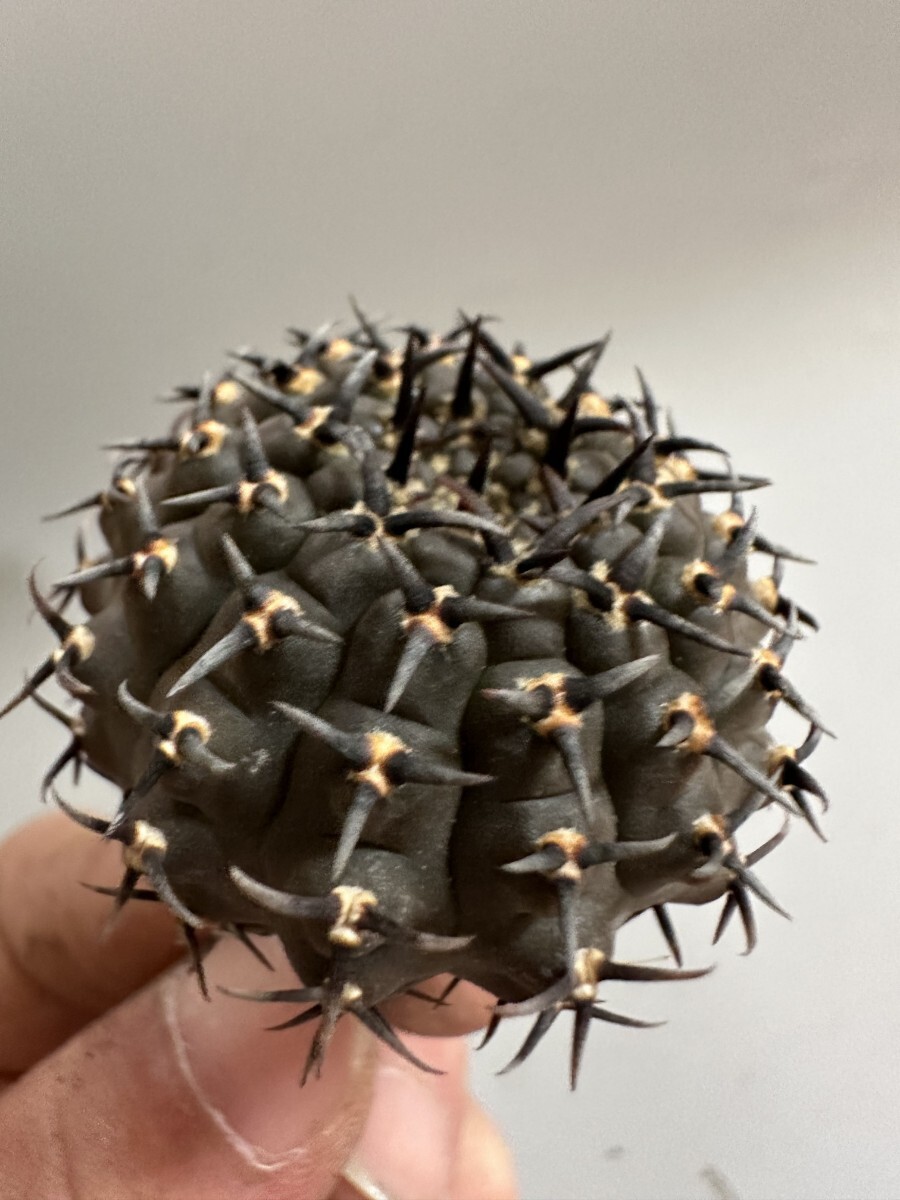 2065】サボテン 多肉植物 ギムノカリキウム 黑刺鳳頭 実生 希少株 太刺