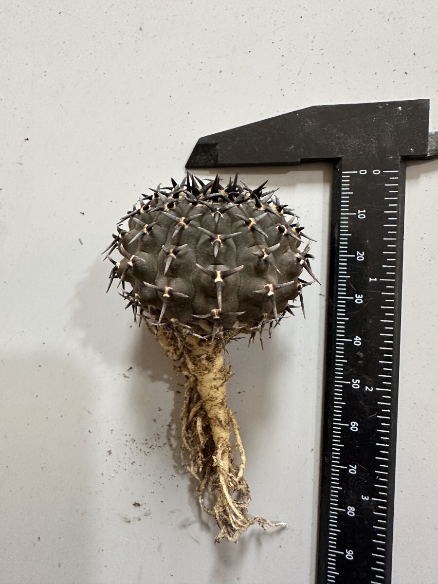 2065】サボテン 多肉植物 ギムノカリキウム 黑刺鳳頭 実生 希少株 太刺