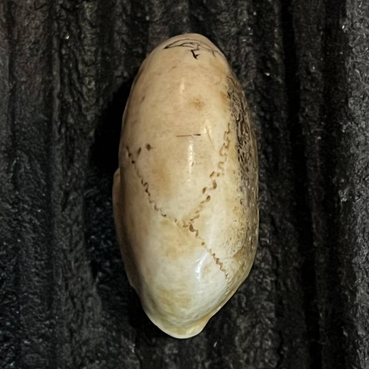 ...... голова netsuke олень угол резьба по дереву цветок вдавлено . коробка череп каркас ...... голова крышка . Skull Skull Manju Netsuke. кейс для печати дым . входить туловище . поясница ... предмет 