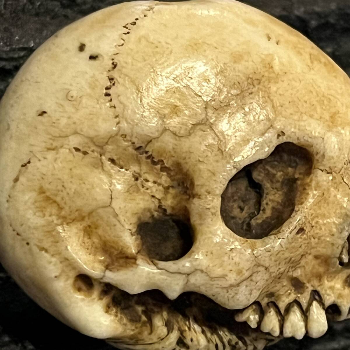 ...... голова netsuke олень угол резьба по дереву цветок вдавлено . коробка череп каркас ...... голова крышка . Skull Skull Manju Netsuke. кейс для печати дым . входить туловище . поясница ... предмет 