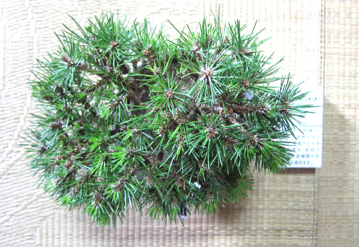 item_image_10
