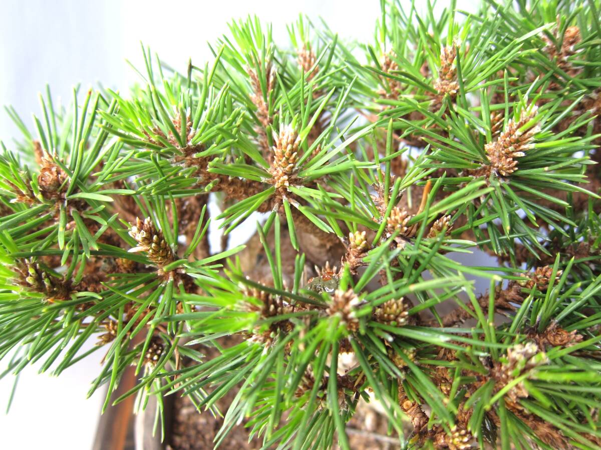 item_image_9