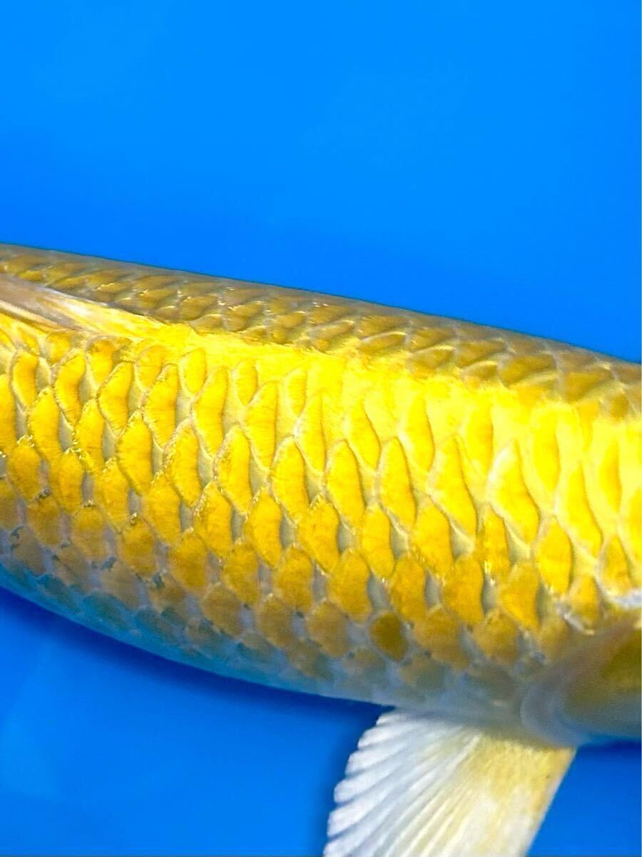 Yahoo!オークション - 【美鯉】錦鯉 綺麗な覆輪 大川産の 山吹