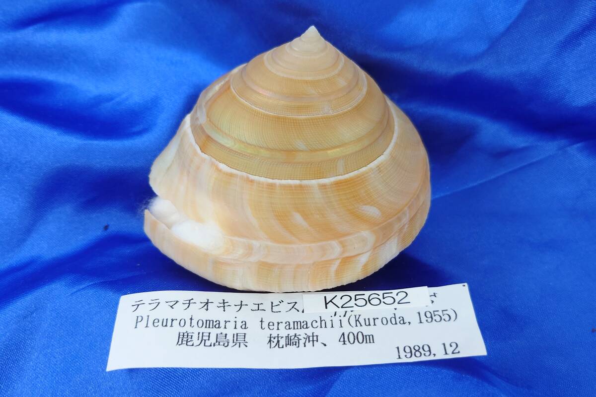 0652 『テラマチオキナエビス』 『75x67 h62 （21g）』『 HIRO Shellfish museum large release!!』