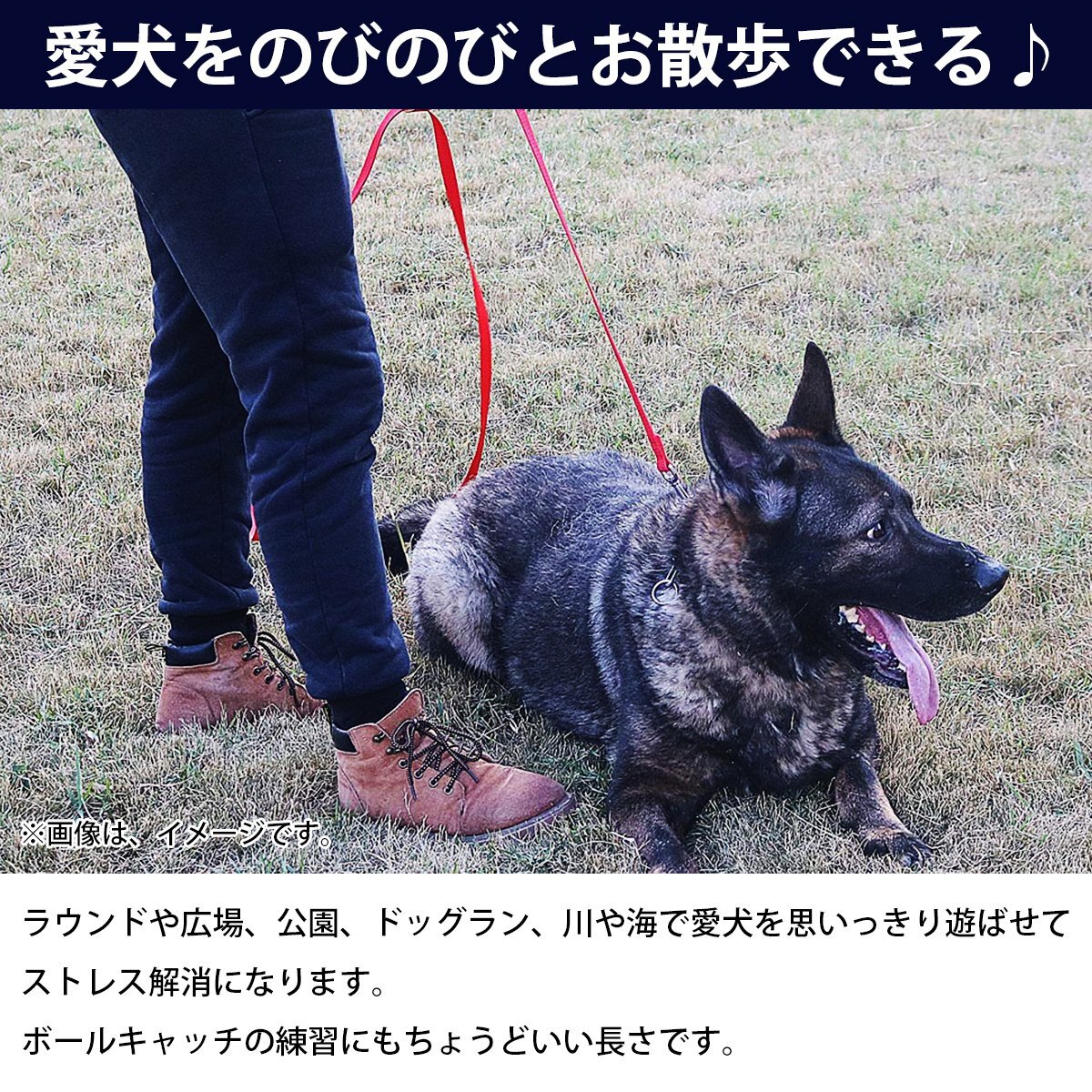 【送料無料】犬用 ロングリード 30m 幅2.5cm 耐荷重 50kg レッド 赤 ハーネス リード 散歩 紐 ナイロンベルト 小型 中型 大型犬 ペット 犬
