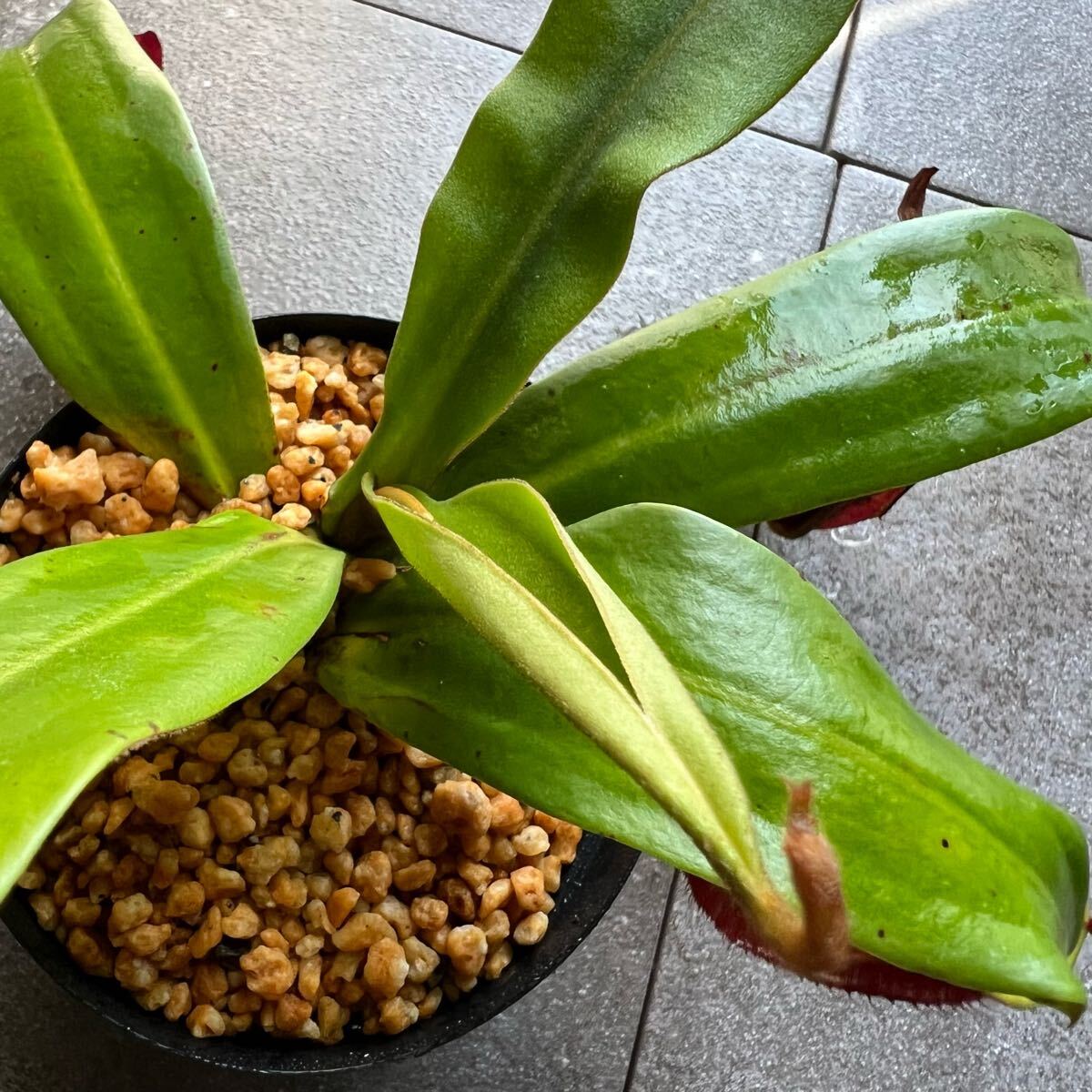 タマン祭りSALE開催中!! N.ampullaria red with stripe green lips ウツボカズラ 食蟲植物 1