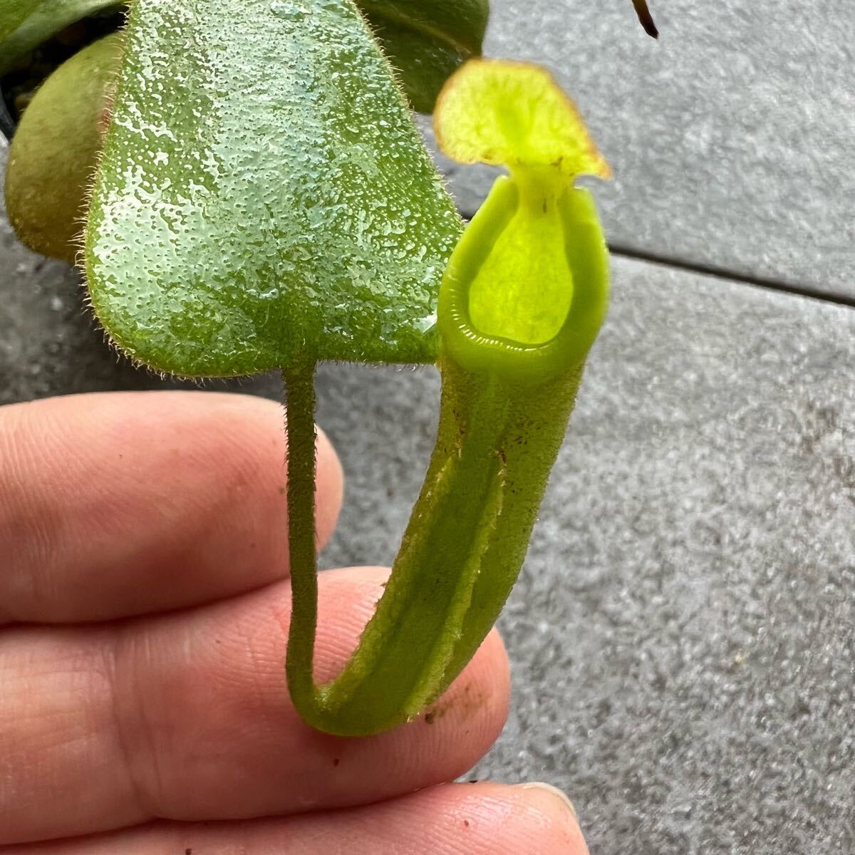 タマン祭りSALE開催中!! BE-3068 N. zakriana ‘Mamut’ ウツボカズラ 食蟲植物 ネペンテス 05