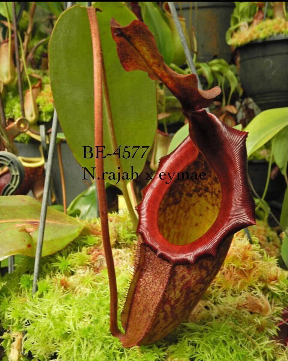 タマン祭りSALE開(kāi)催中!! BE-4577 N.rajah x eymae ウツボカズラ 食蟲(chóng)植物 ネペンテス 6