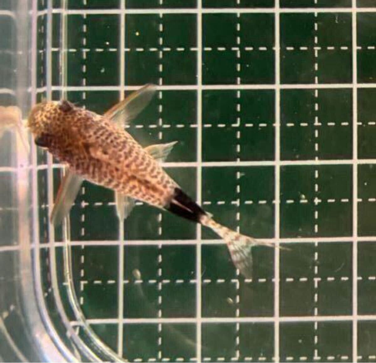 [ Corydoras ]3 шт ka ude .makyula-ta ska ude .ma3~4cm bleed 
