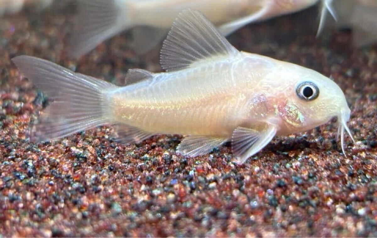 [ Corydoras ]5 шт Panda золотой золотой Panda go Lupin 3~4cm bleed 