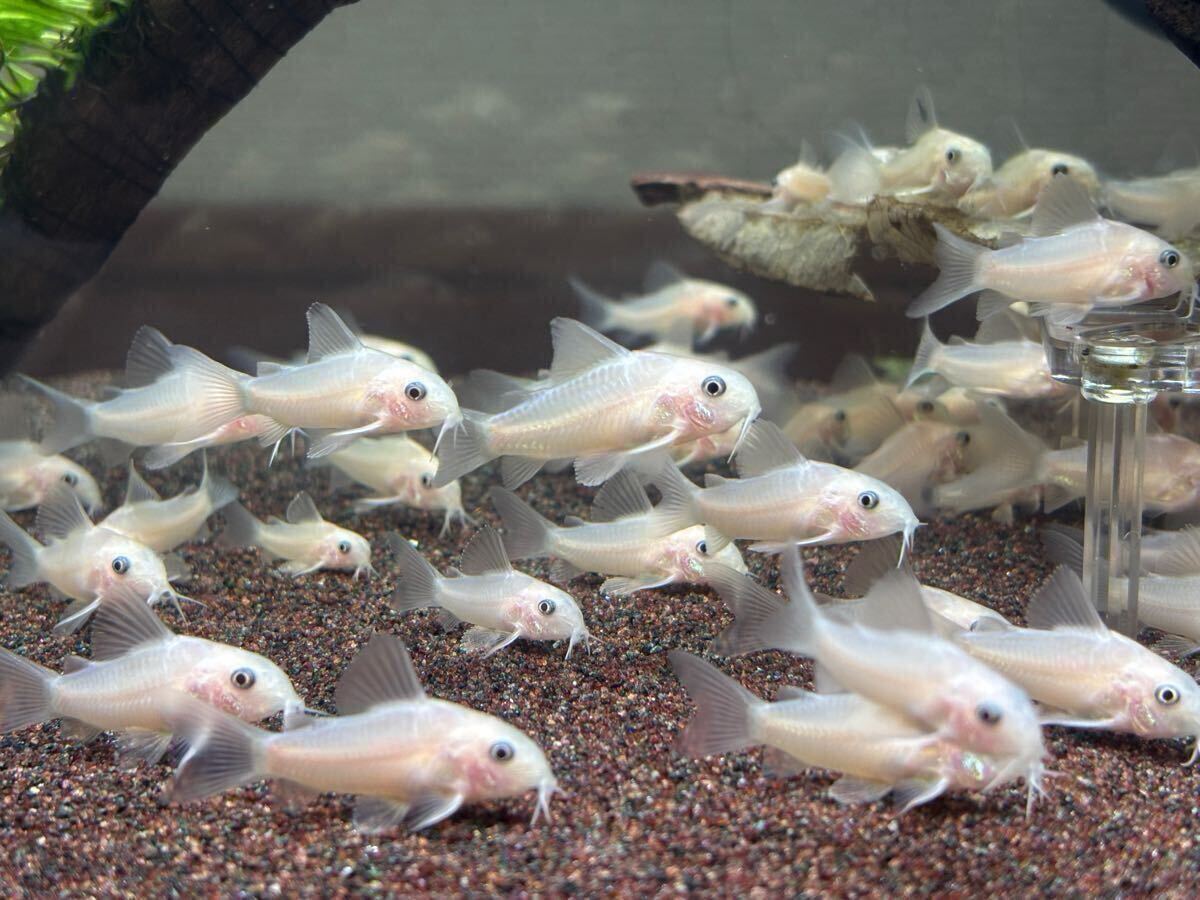 [ Corydoras ]5 шт Panda золотой золотой Panda go Lupin 3~4cm bleed 