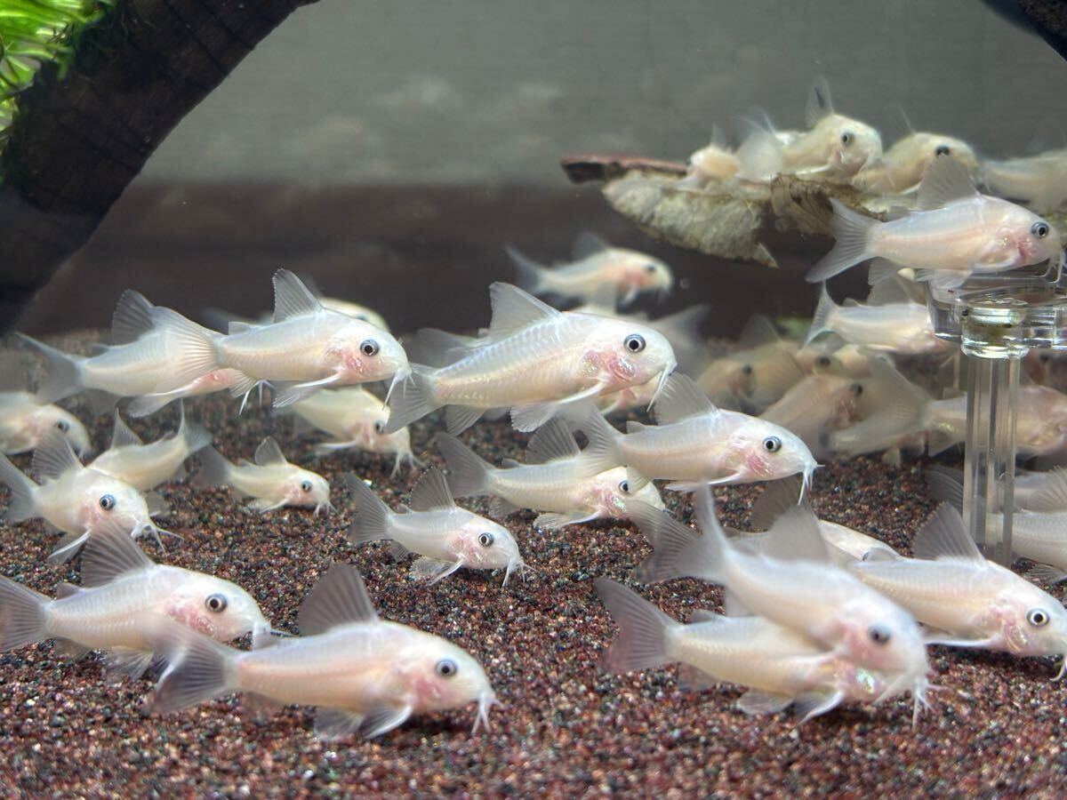 [ Corydoras ]1 шт Panda золотой золотой Panda go Lupin 3~4cm bleed 