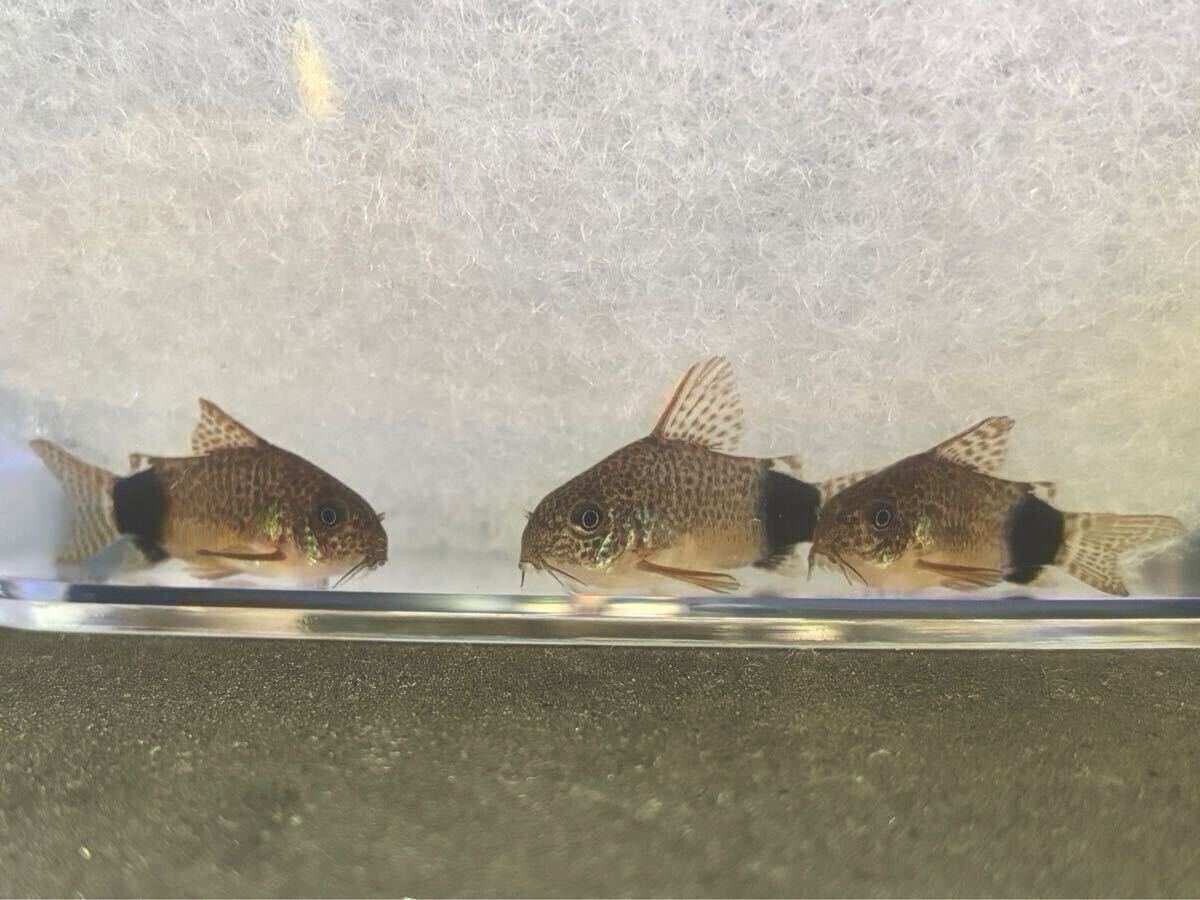 [ Corydoras ]1 шт ka ude .makyula-ta ska ude .ma3~4cm bleed 