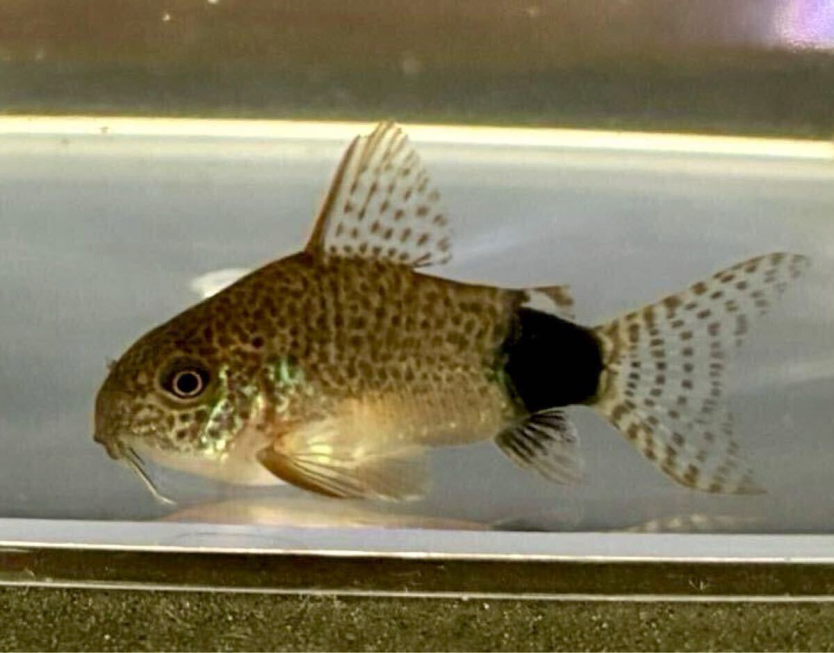 [ Corydoras ]3 шт ka ude .makyula-ta ska ude .ma3~4cm bleed 