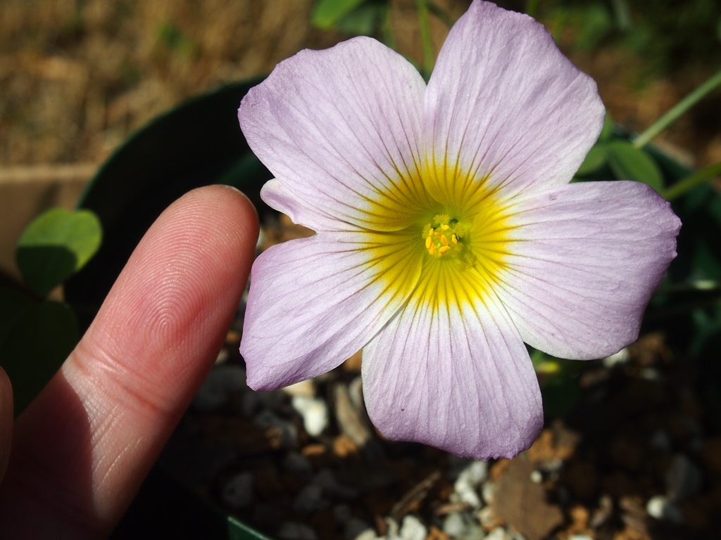  луковица oxalis ob two sa* Misty Oxalis obtusa Misty