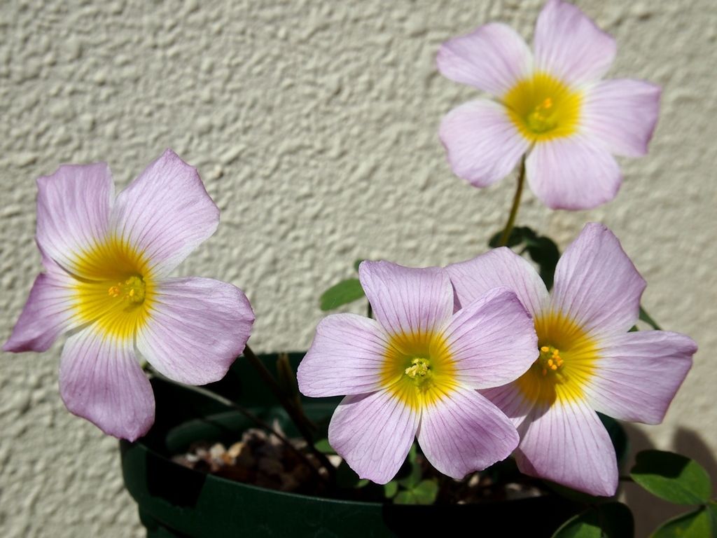  луковица oxalis ob two sa* Misty Oxalis obtusa Misty
